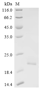 SDS-PAGE