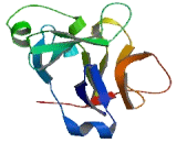 Interleukin 1 Theta (IL1q) Interleukin 1 Theta (IL1q)