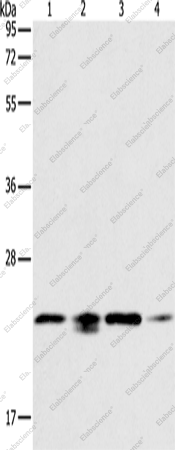 Вестерн-блоттинг, PRDX2, клетки 293T, HeLa, PC3 и NIH/3T3