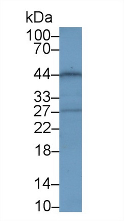 13231
