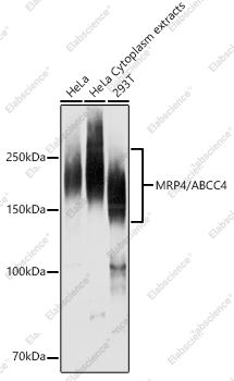 Вестерн-блоттинг, MRP4/ABCC4, различные клеточные линии