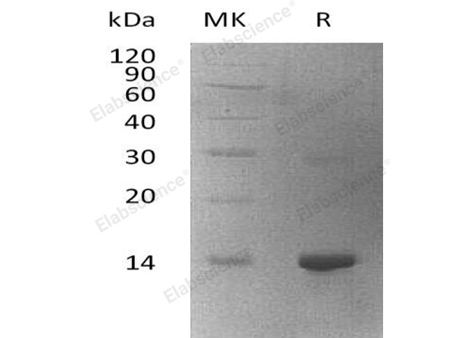 Валидация Elabscience PKSH033227(3571)