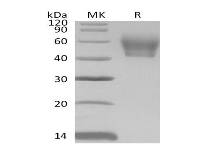 Валидация Elabscience PKSM041048(4975)