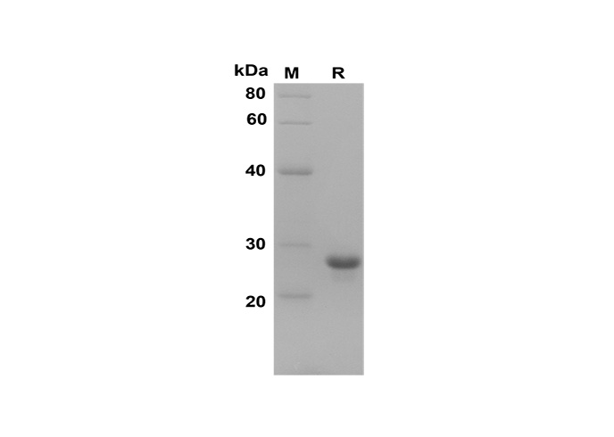 Валидация Elabscience PDEH100583(95)