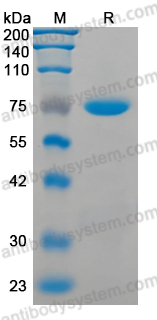 AHD84002, SDS-PAGE