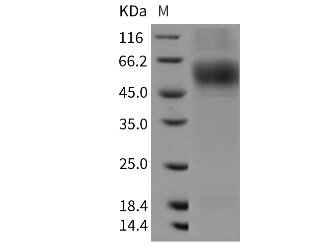 Валидация Elabscience PKSR030203(5563)
