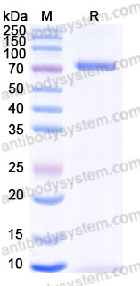 AHD38903, SDS-PAGE