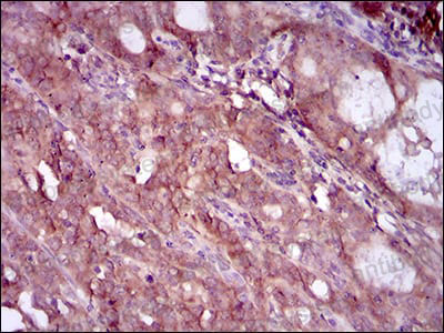 Валидация AntibodySystem RHB86917 (412)