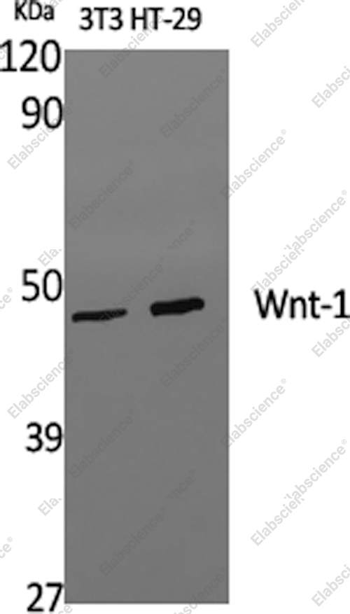 Вестерн-блоттинг, WNT1, клетки 3T3 и HT-29