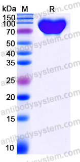 AHC36902, SDS-PAGE