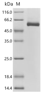 SDS-PAGE