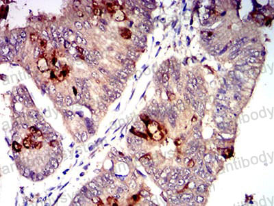 Валидация AntibodySystem RHD81102 (1836)