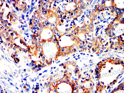 Валидация AntibodySystem RHC24105