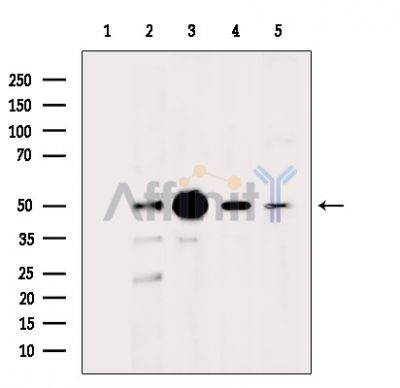 Валидация Affinity DF14111 - 9902