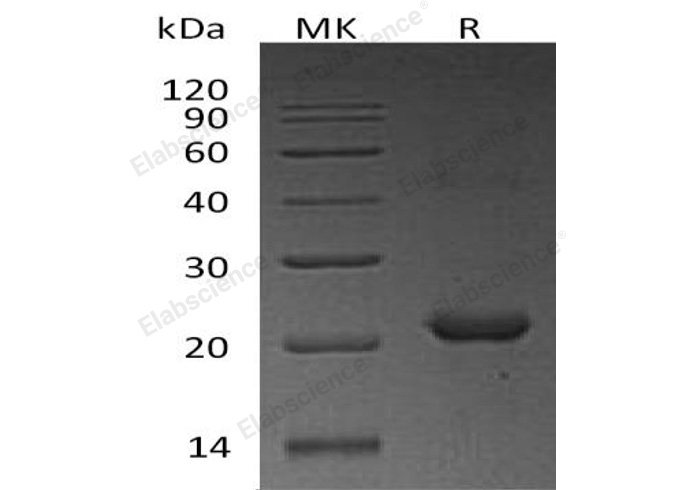 Валидация Elabscience PKSH032829(3243)