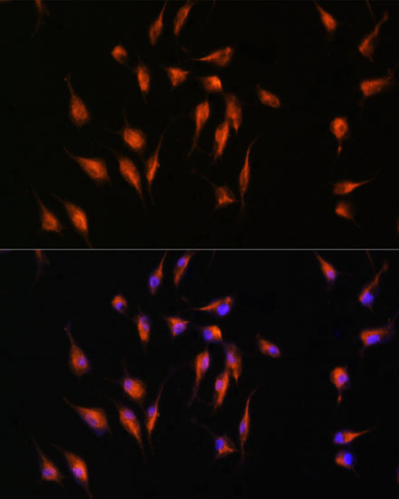 Валидация Elabscience E-AB-93037