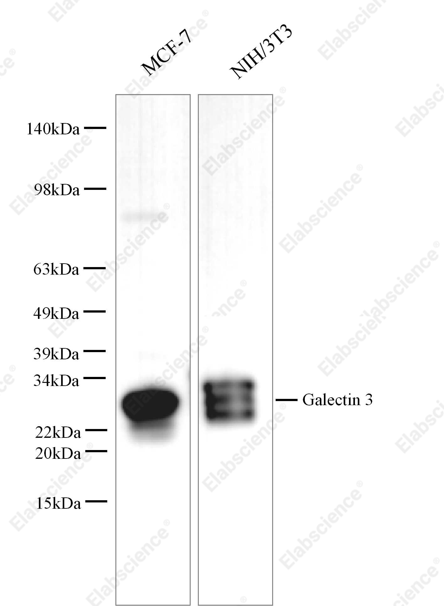Вестерн-блоттинг, Galectin 3, клетки MCF-7, NIH/3T3, Raw264.7