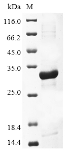 SDS-PAGE