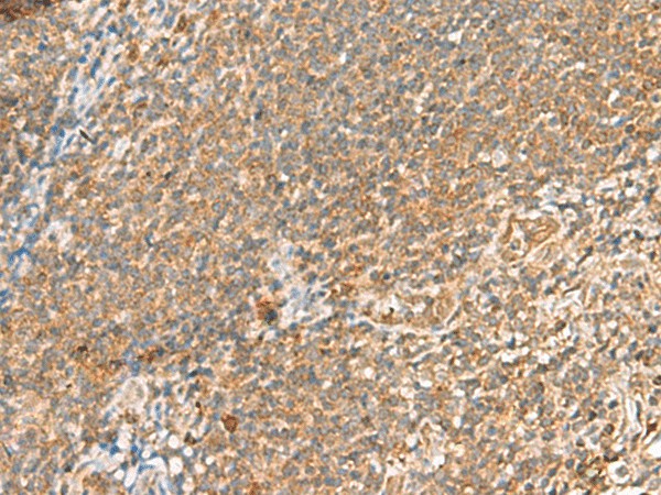 Валидация Elabscience E-AB-18833