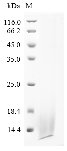 SDS-PAGE