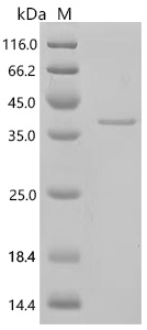 SDS-PAGE