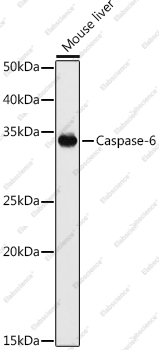 Вестерн-блоттинг, Caspase-6, различные клеточные линии