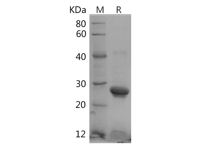 Валидация Elabscience PDEH100748(192)