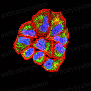 Валидация IF - AntibodySystem RHD92702