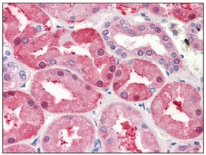 Валидация AssayVector ARM1905(2644)