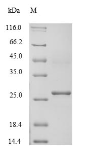 SDS-PAGE