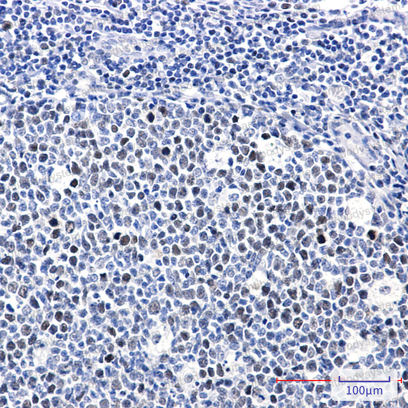 Валидация AntibodySystem RHC19902