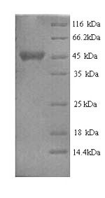 SDS-PAGE