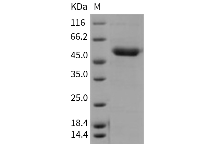 Валидация Elabscience PKSM040702(4679)