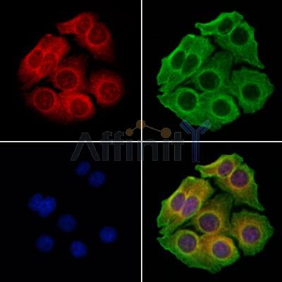 Валидация Affinity DF7696 - 19480