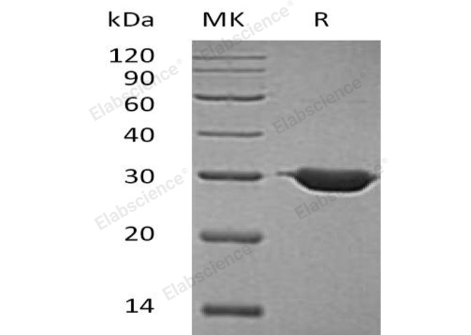 Валидация Elabscience PKSH032020(2580)