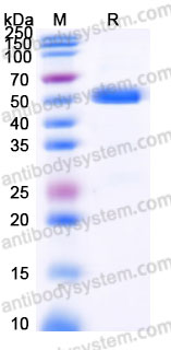 EWB72801, SDS-PAGE