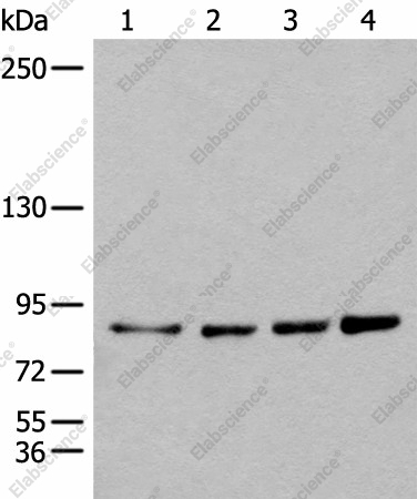 Вестерн-блоттинг, PIBF1, клетки 293T, HeLa, K562 и 231