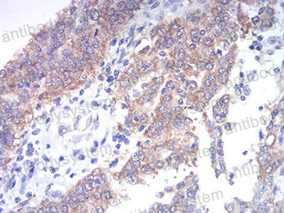 Валидация AntibodySystem RHH20501