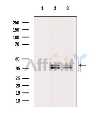 Валидация Affinity DF15480 - 11848