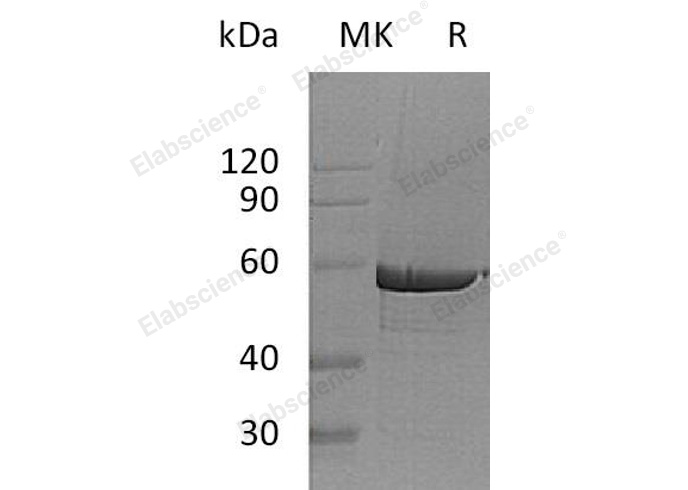 Валидация Elabscience PKSH032492(2959)