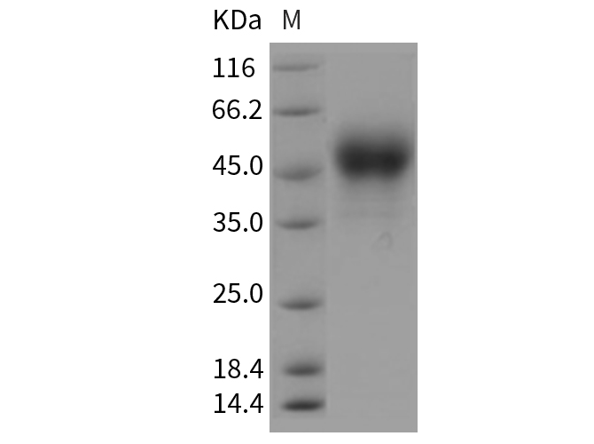 Валидация Elabscience PKSR030179(5542)