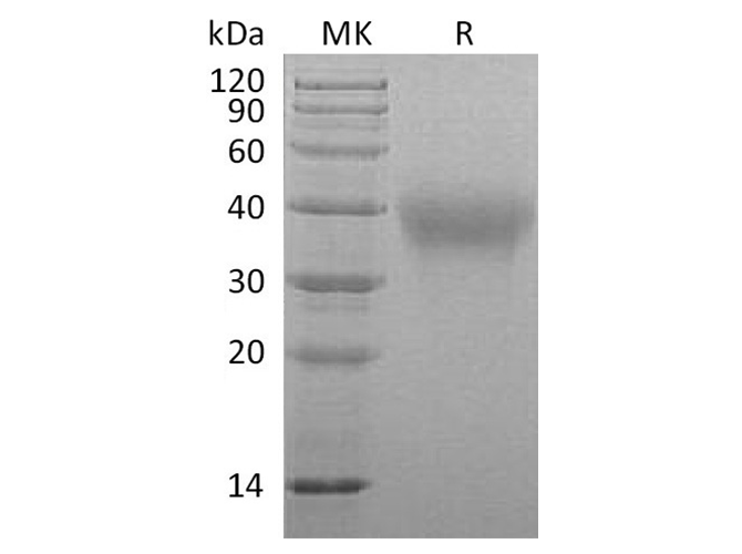 Валидация Elabscience PKSQ050065(5434)