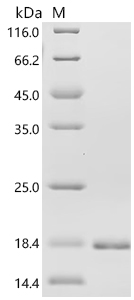 SDS-PAGE