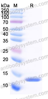 EHF70301, SDS-PAGE