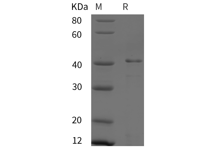 Валидация Elabscience PDEH101067(453)