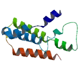 Olfactory Receptor 1D4 (OR1D4) Olfactory Receptor 1D4 (OR1D4)