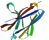 Triggering Receptor Expressed On Myeloid Cells Like Protein 1 (TREML1) Triggering Receptor Expressed On Myeloid Cells Like Protein 1 (TREML1)