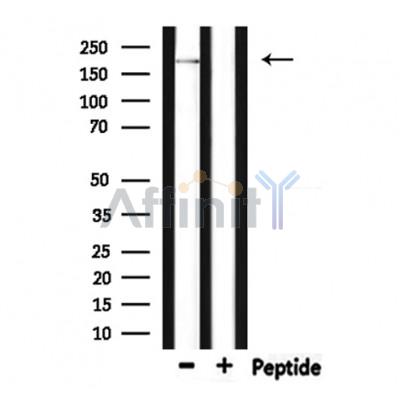 Валидация Affinity DF9433 - 21999