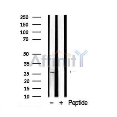 Валидация Affinity AF7929 - 4679