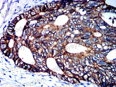 Валидация AntibodySystem RHC95208
